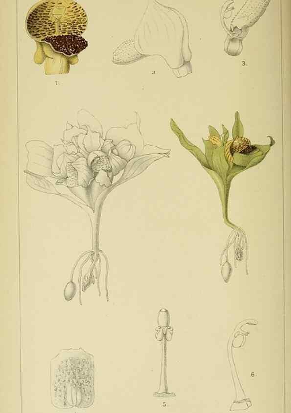 Reproducción/Reproduction 9732499914: Icones orchidearum austro-africanarum extra-tropicarum :. London :W. Wesley,1896-1913.