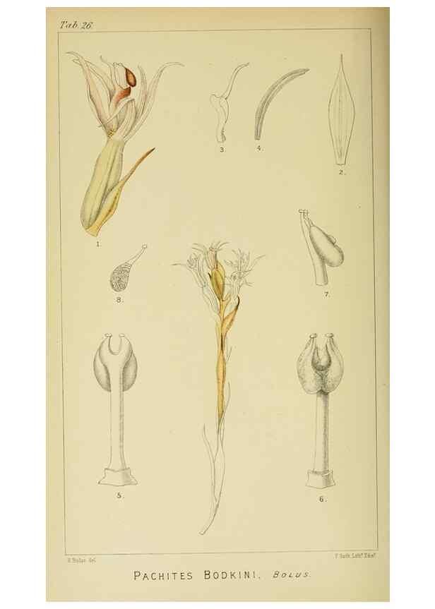 Reproducción/Reproduction 9729276813: Icones orchidearum austro-africanarum extra-tropicarum :. London :W. Wesley,1896-1913.