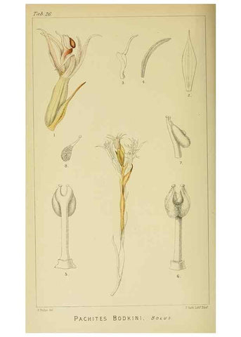 Reproducción/Reproduction 9729276813: Icones orchidearum austro-africanarum extra-tropicarum :. London :W. Wesley,1896-1913.