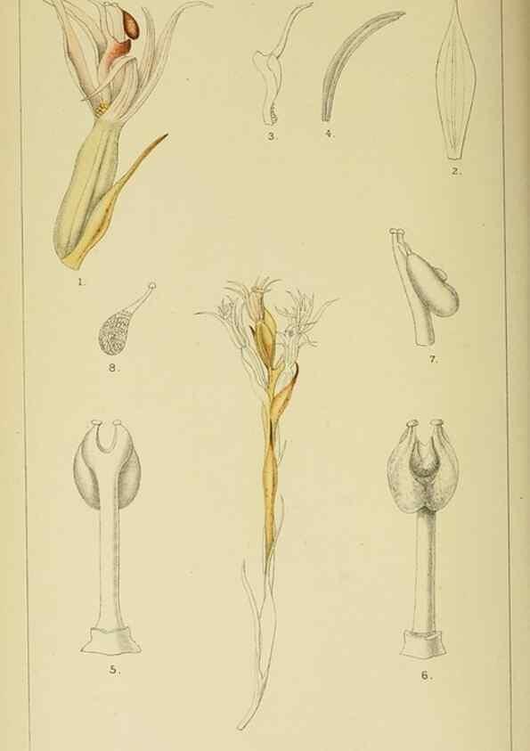 Reproducción/Reproduction 9729276813: Icones orchidearum austro-africanarum extra-tropicarum :. London :W. Wesley,1896-1913.