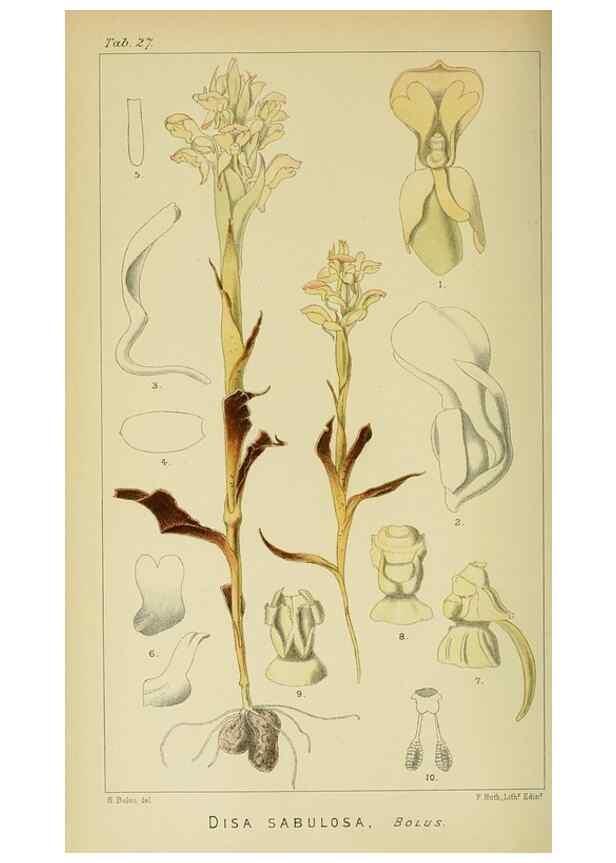 Reproducción/Reproduction 9732502506: Icones orchidearum austro-africanarum extra-tropicarum :. London :W. Wesley,1896-1913.