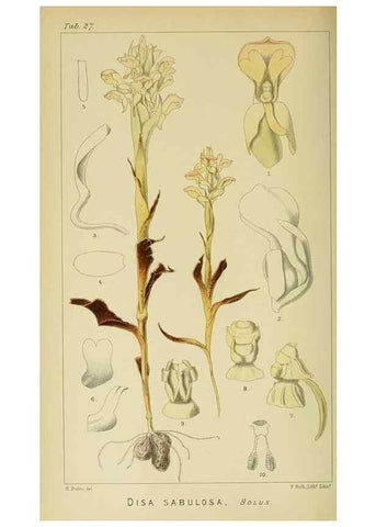 Reproducción/Reproduction 9732502506: Icones orchidearum austro-africanarum extra-tropicarum :. London :W. Wesley,1896-1913.