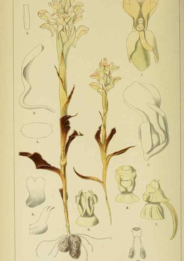 Reproducción/Reproduction 9732502506: Icones orchidearum austro-africanarum extra-tropicarum :. London :W. Wesley,1896-1913.