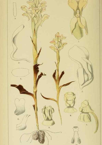 Reproducción/Reproduction 9732502506: Icones orchidearum austro-africanarum extra-tropicarum :. London :W. Wesley,1896-1913.