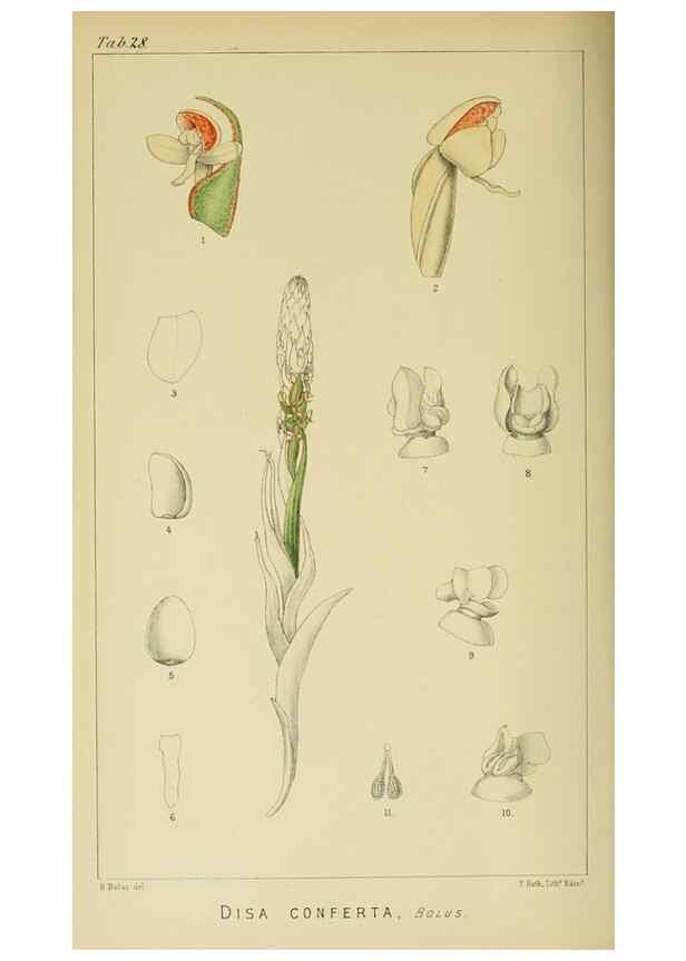Reproducción/Reproduction 9732503898: Icones orchidearum austro-africanarum extra-tropicarum :. London :W. Wesley,1896-1913.