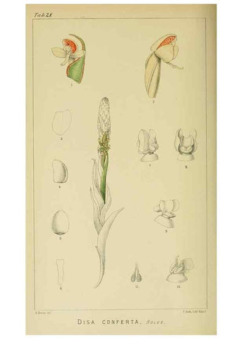 Reproducción/Reproduction 9732503898: Icones orchidearum austro-africanarum extra-tropicarum :. London :W. Wesley,1896-1913.