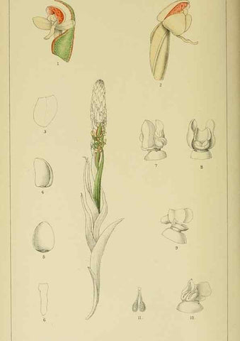Reproducción/Reproduction 9732503898: Icones orchidearum austro-africanarum extra-tropicarum :. London :W. Wesley,1896-1913.