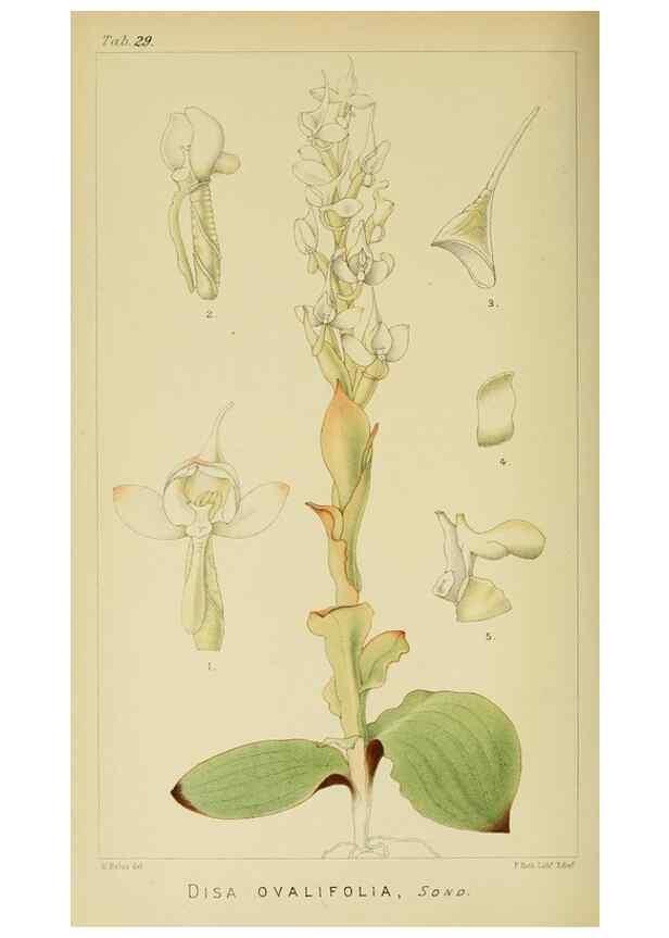 Reproducción/Reproduction 9729281231: Icones orchidearum austro-africanarum extra-tropicarum :. London :W. Wesley,1896-1913.