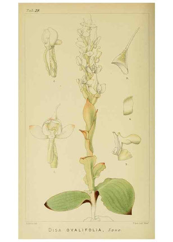 Reproducción/Reproduction 9729281231: Icones orchidearum austro-africanarum extra-tropicarum :. London :W. Wesley,1896-1913.