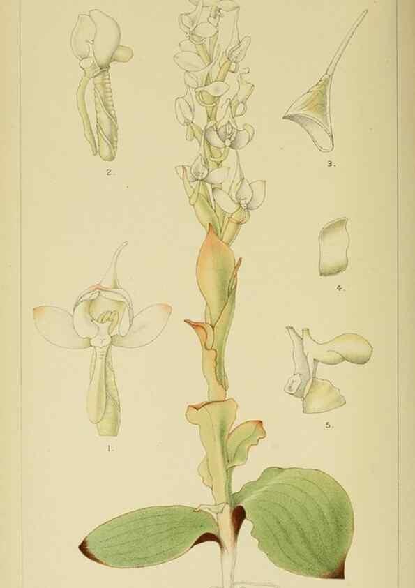 Reproducción/Reproduction 9729281231: Icones orchidearum austro-africanarum extra-tropicarum :. London :W. Wesley,1896-1913.