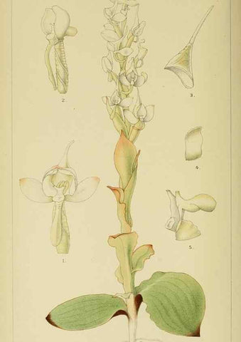 Reproducción/Reproduction 9729281231: Icones orchidearum austro-africanarum extra-tropicarum :. London :W. Wesley,1896-1913.