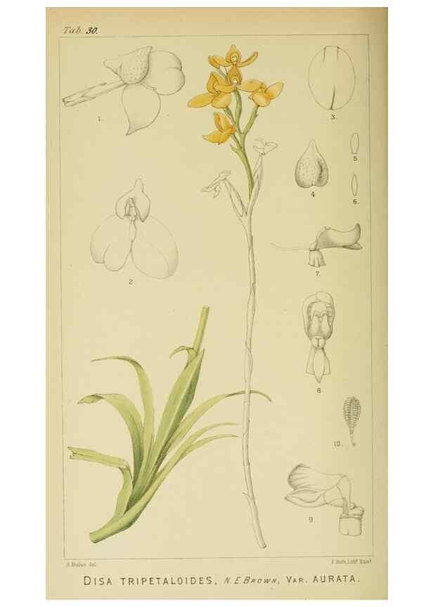 Reproducción/Reproduction 9732507718: Icones orchidearum austro-africanarum extra-tropicarum :. London :W. Wesley,1896-1913.