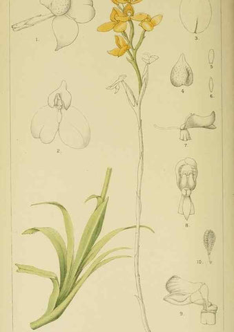 Reproducción/Reproduction 9732507718: Icones orchidearum austro-africanarum extra-tropicarum :. London :W. Wesley,1896-1913.