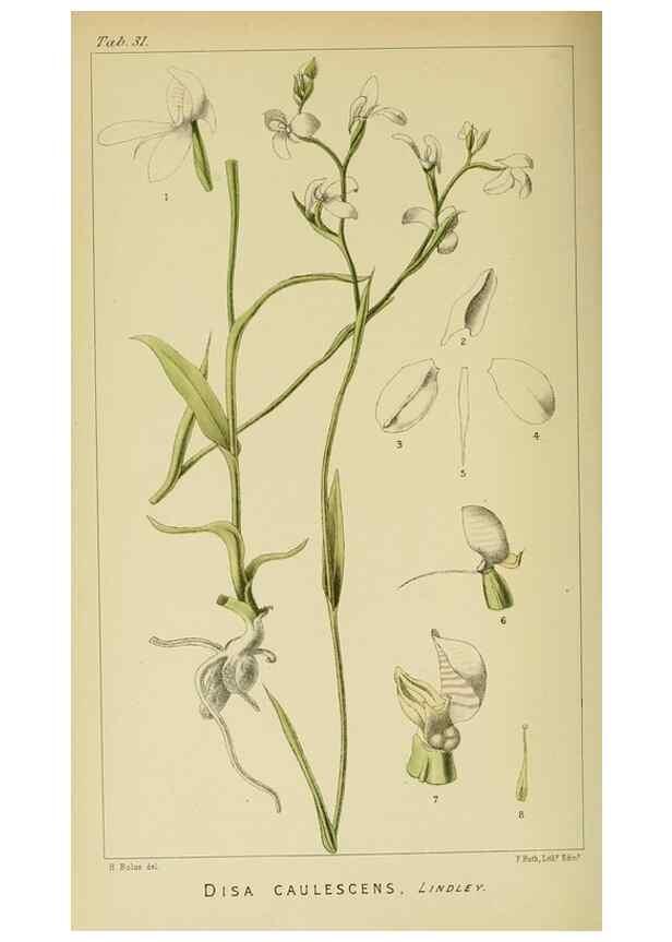 Reproducción/Reproduction 9732509536: Icones orchidearum austro-africanarum extra-tropicarum :. London :W. Wesley,1896-1913.