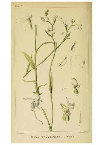 Reproducción/Reproduction 9732509536: Icones orchidearum austro-africanarum extra-tropicarum :. London :W. Wesley,1896-1913.