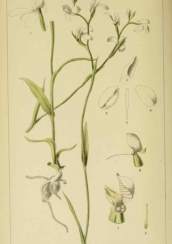 Reproducción/Reproduction 9732509536: Icones orchidearum austro-africanarum extra-tropicarum :. London :W. Wesley,1896-1913.