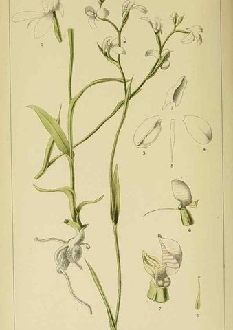 Reproducción/Reproduction 9732509536: Icones orchidearum austro-africanarum extra-tropicarum :. London :W. Wesley,1896-1913.