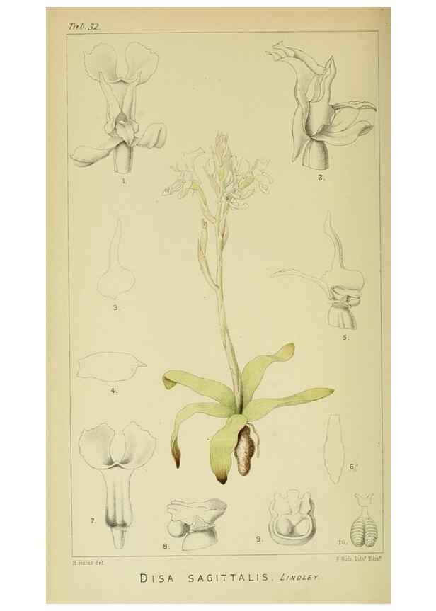 Reproducción/Reproduction 9729286669: Icones orchidearum austro-africanarum extra-tropicarum :. London :W. Wesley,1896-1913.