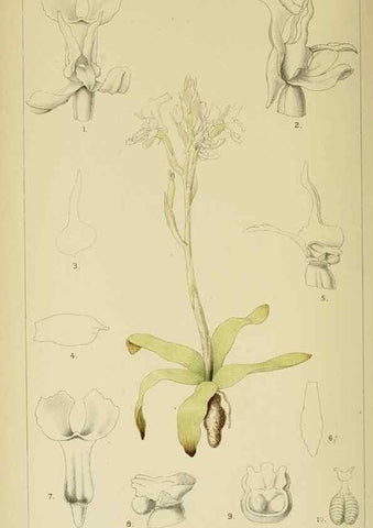 Reproducción/Reproduction 9729286669: Icones orchidearum austro-africanarum extra-tropicarum :. London :W. Wesley,1896-1913.