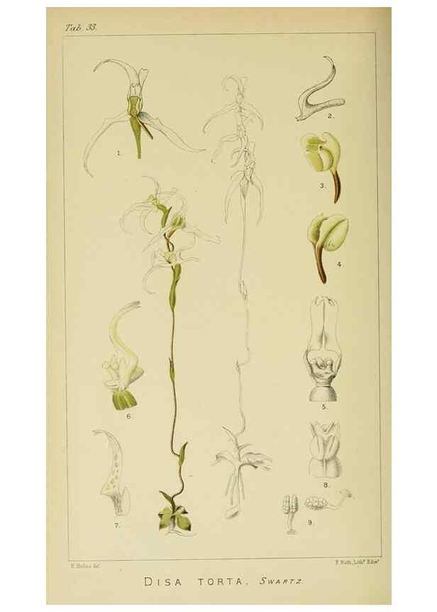 Reproducción/Reproduction 9732512176: Icones orchidearum austro-africanarum extra-tropicarum :. London :W. Wesley,1896-1913.