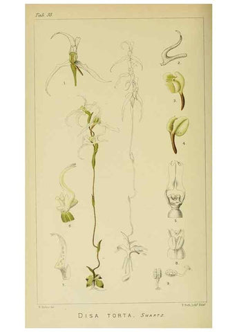Reproducción/Reproduction 9732512176: Icones orchidearum austro-africanarum extra-tropicarum :. London :W. Wesley,1896-1913.