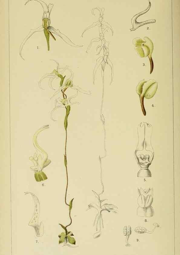 Reproducción/Reproduction 9732512176: Icones orchidearum austro-africanarum extra-tropicarum :. London :W. Wesley,1896-1913.