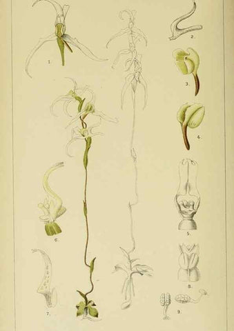Reproducción/Reproduction 9732512176: Icones orchidearum austro-africanarum extra-tropicarum :. London :W. Wesley,1896-1913.