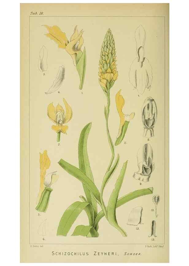 Reproducción/Reproduction 9732489138: Icones orchidearum austro-africanarum extra-tropicarum :. London :W. Wesley,1896-1913.