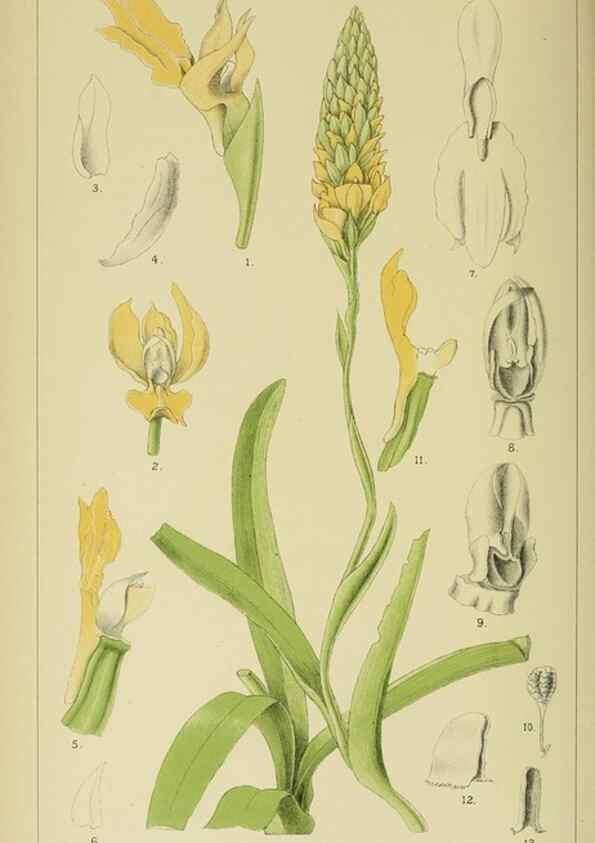 Reproducción/Reproduction 9732489138: Icones orchidearum austro-africanarum extra-tropicarum :. London :W. Wesley,1896-1913.