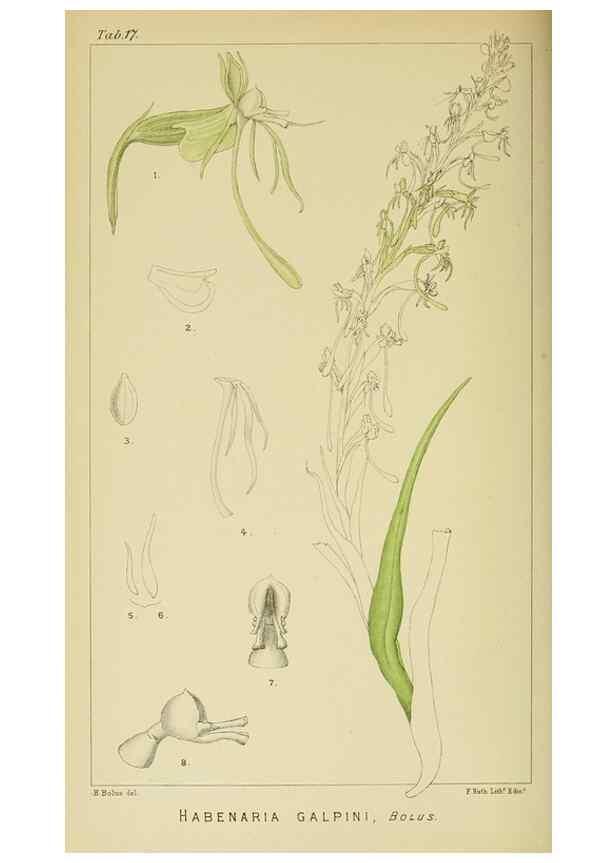 Reproducción/Reproduction 9729263391: Icones orchidearum austro-africanarum extra-tropicarum :. London :W. Wesley,1896-1913.