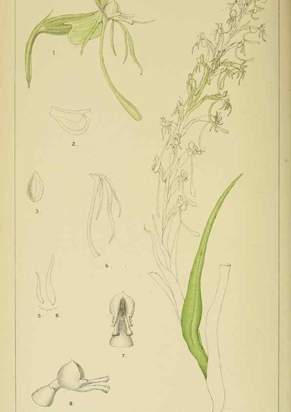 Reproducción/Reproduction 9729263391: Icones orchidearum austro-africanarum extra-tropicarum :. London :W. Wesley,1896-1913.