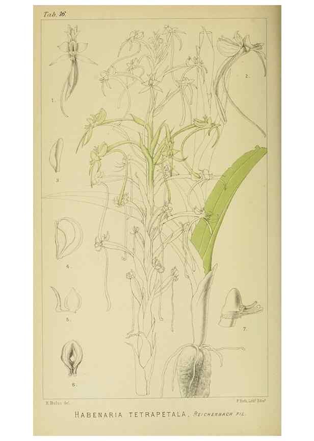 Reproducción/Reproduction 9732486384: Icones orchidearum austro-africanarum extra-tropicarum :. London :W. Wesley,1896-1913.
