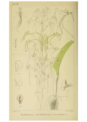 Reproducción/Reproduction 9732486384: Icones orchidearum austro-africanarum extra-tropicarum :. London :W. Wesley,1896-1913.
