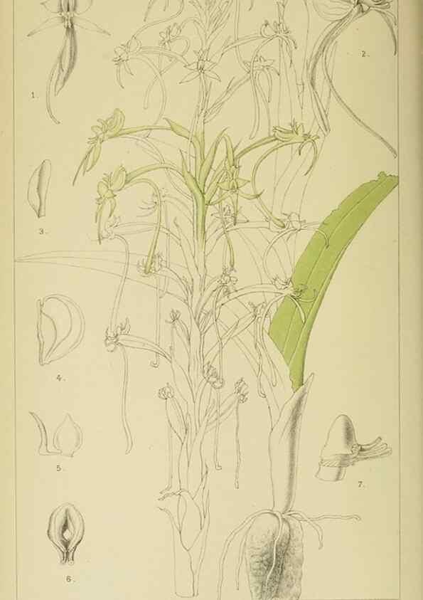 Reproducción/Reproduction 9732486384: Icones orchidearum austro-africanarum extra-tropicarum :. London :W. Wesley,1896-1913.