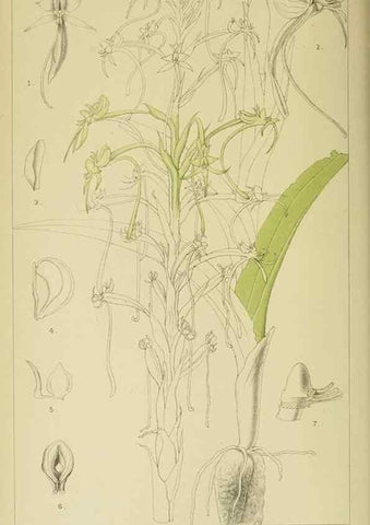 Reproducción/Reproduction 9732486384: Icones orchidearum austro-africanarum extra-tropicarum :. London :W. Wesley,1896-1913.