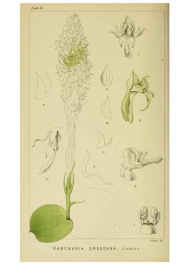 Reproducción/Reproduction 9729253157: Icones orchidearum austro-africanarum extra-tropicarum :. London :W. Wesley,1896-1913.