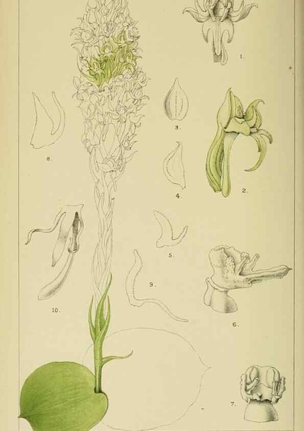 Reproducción/Reproduction 9729253157: Icones orchidearum austro-africanarum extra-tropicarum :. London :W. Wesley,1896-1913.