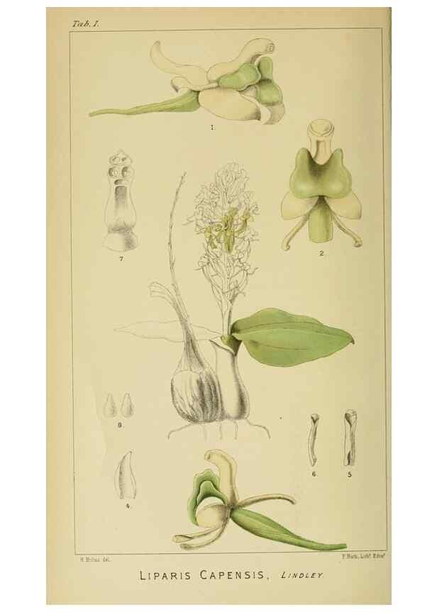 Reproducción/Reproduction 9729230077: Icones orchidearum austro-africanarum extra-tropicarum :. London :W. Wesley,1896-1913.