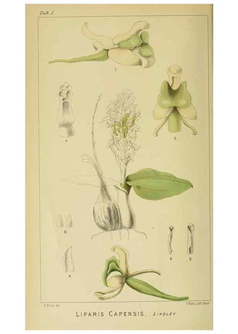 Reproducción/Reproduction 9729230077: Icones orchidearum austro-africanarum extra-tropicarum :. London :W. Wesley,1896-1913.