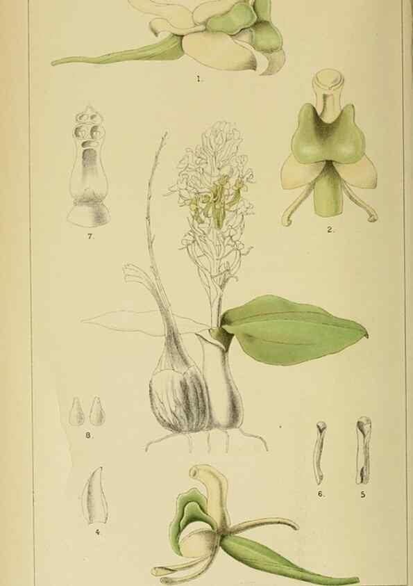 Reproducción/Reproduction 9729230077: Icones orchidearum austro-africanarum extra-tropicarum :. London :W. Wesley,1896-1913.
