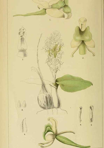 Reproducción/Reproduction 9729230077: Icones orchidearum austro-africanarum extra-tropicarum :. London :W. Wesley,1896-1913.