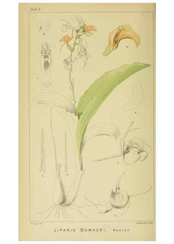 Reproducción/Reproduction 9732456270: Icones orchidearum austro-africanarum extra-tropicarum :. London :W. Wesley,1896-1913.