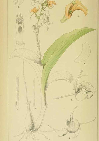 Reproducción/Reproduction 9732456270: Icones orchidearum austro-africanarum extra-tropicarum :. London :W. Wesley,1896-1913.