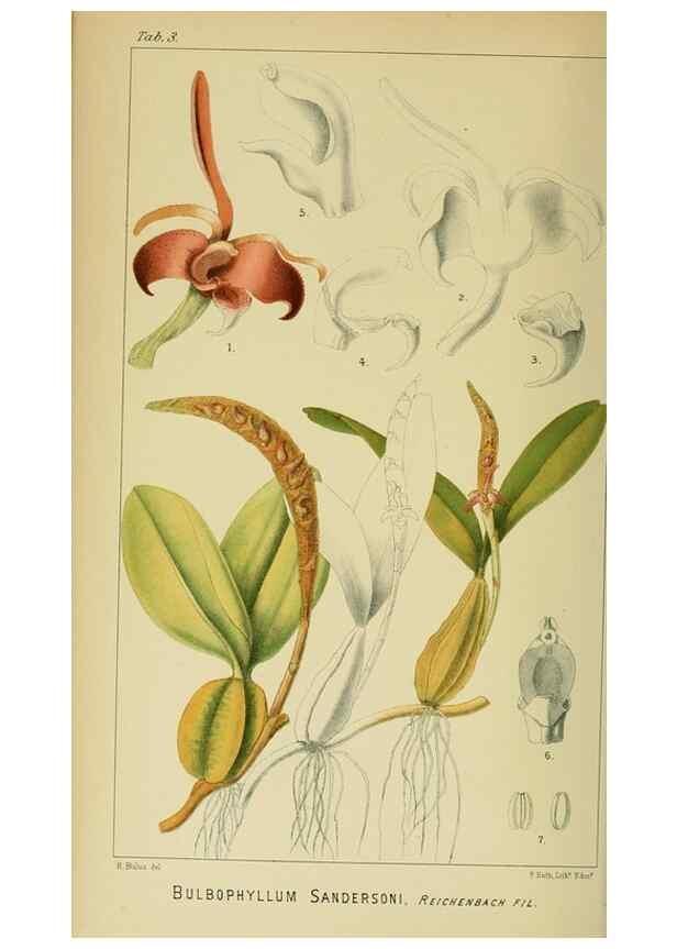 Reproducción/Reproduction 9729233335: Icones orchidearum austro-africanarum extra-tropicarum :. London :W. Wesley,1896-1913.