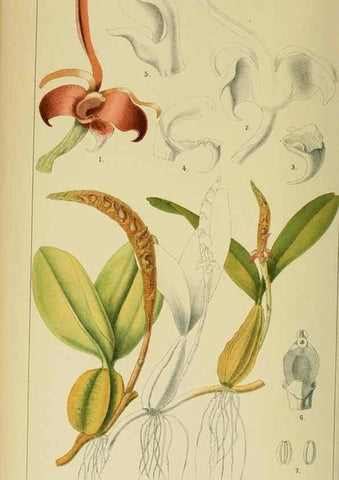 Reproducción/Reproduction 9729233335: Icones orchidearum austro-africanarum extra-tropicarum :. London :W. Wesley,1896-1913.