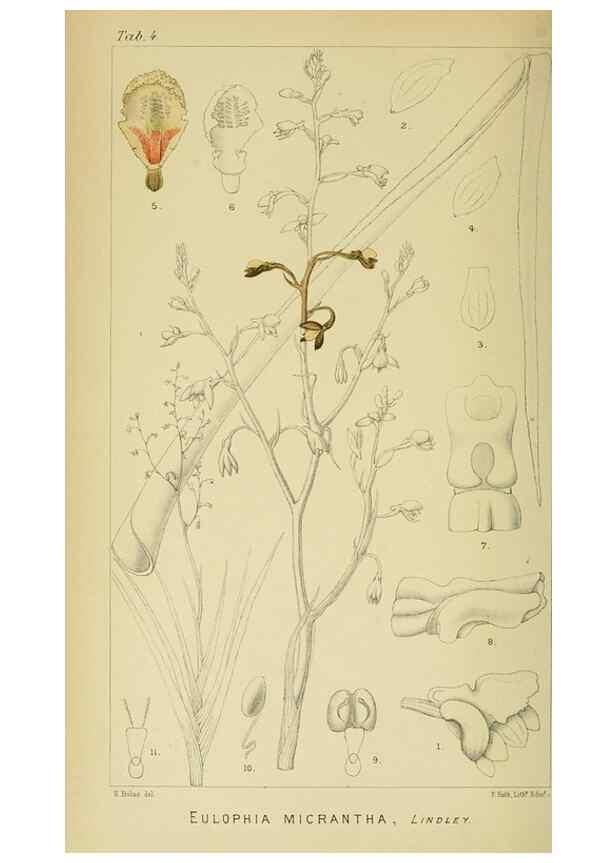 Reproducción/Reproduction 9729234807: Icones orchidearum austro-africanarum extra-tropicarum :. London :W. Wesley,1896-1913.