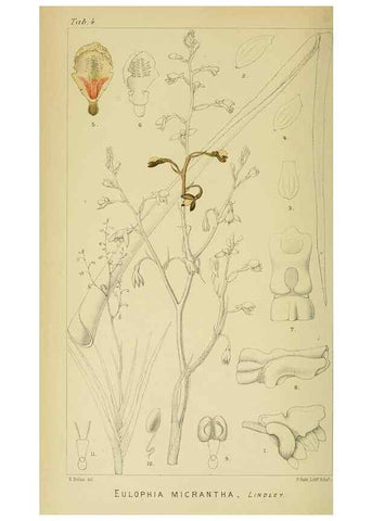 Reproducción/Reproduction 9729234807: Icones orchidearum austro-africanarum extra-tropicarum :. London :W. Wesley,1896-1913.