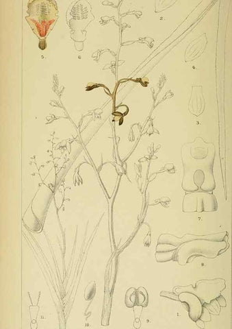Reproducción/Reproduction 9729234807: Icones orchidearum austro-africanarum extra-tropicarum :. London :W. Wesley,1896-1913.