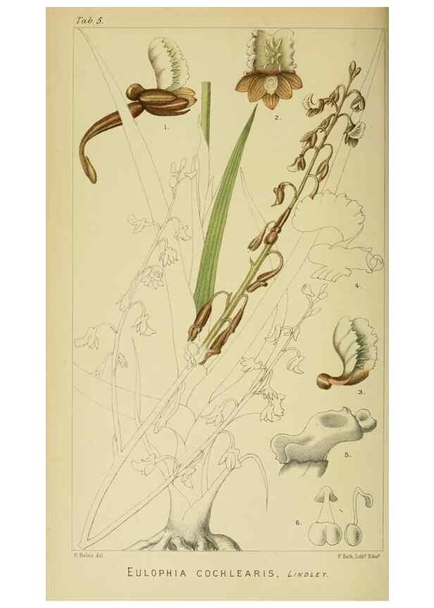 Reproducción/Reproduction 9729236987: Icones orchidearum austro-africanarum extra-tropicarum :. London :W. Wesley,1896-1913.