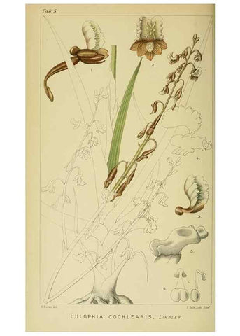 Reproducción/Reproduction 9729236987: Icones orchidearum austro-africanarum extra-tropicarum :. London :W. Wesley,1896-1913.